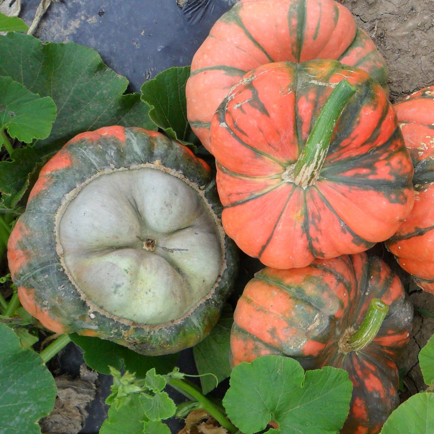 Hybrid Specialty Pumpkin - Troll