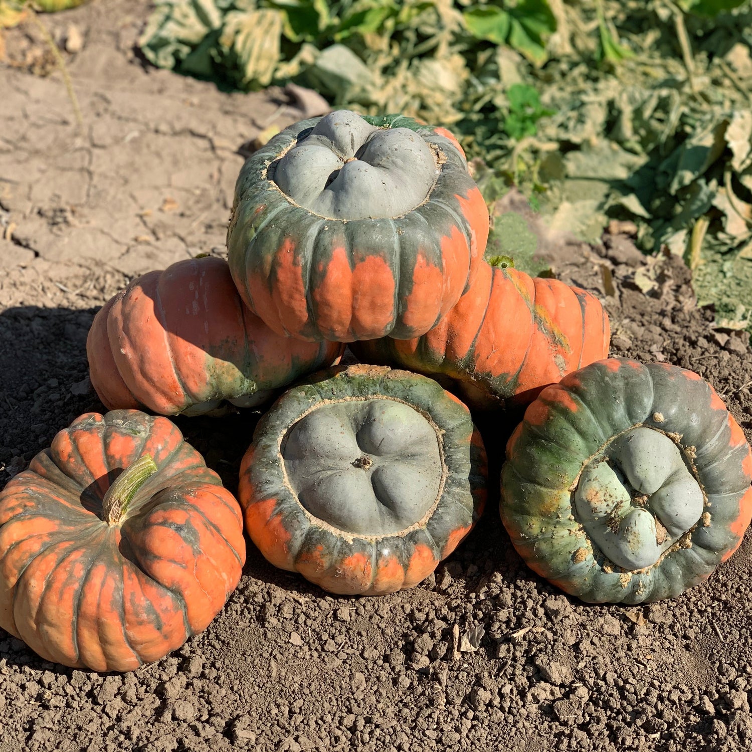 Hybrid Specialty Pumpkin - Troll