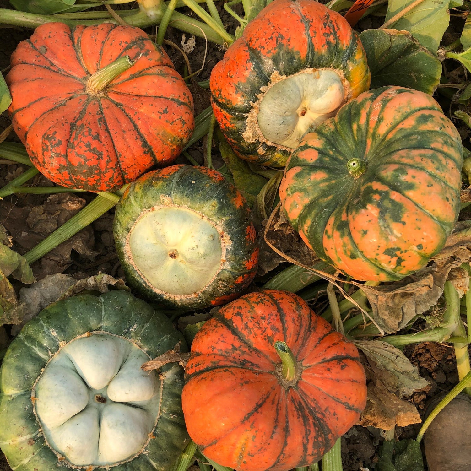 Hybrid Specialty Pumpkin - Troll