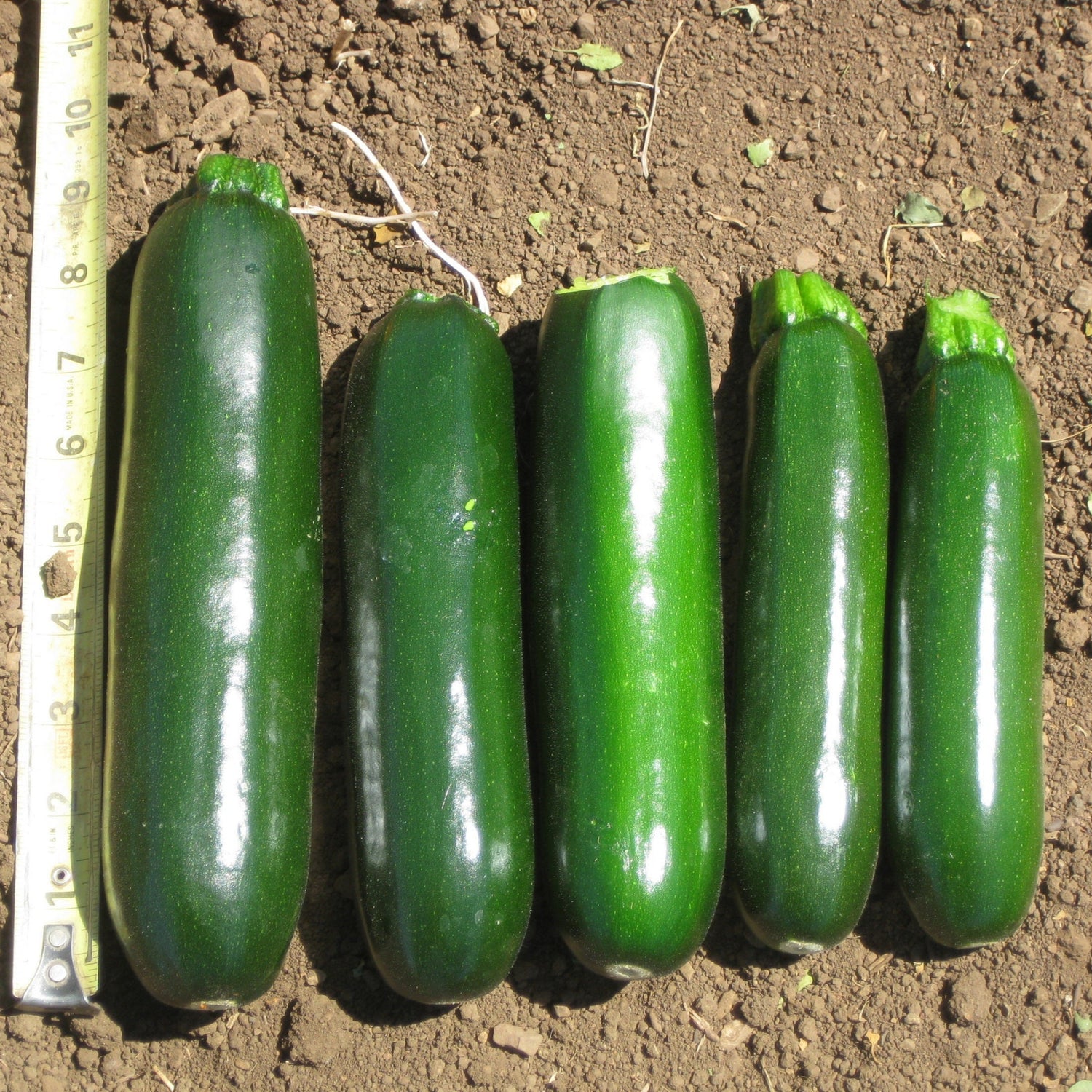 Hybrid Green Zucchini Squash - Trooper