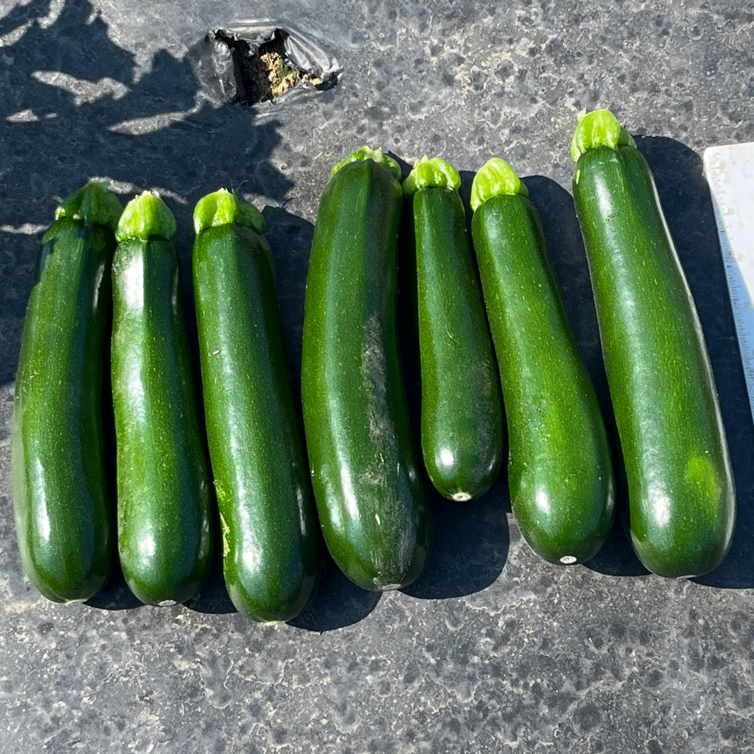 Hybrid Green Zucchini Squash - Trooper