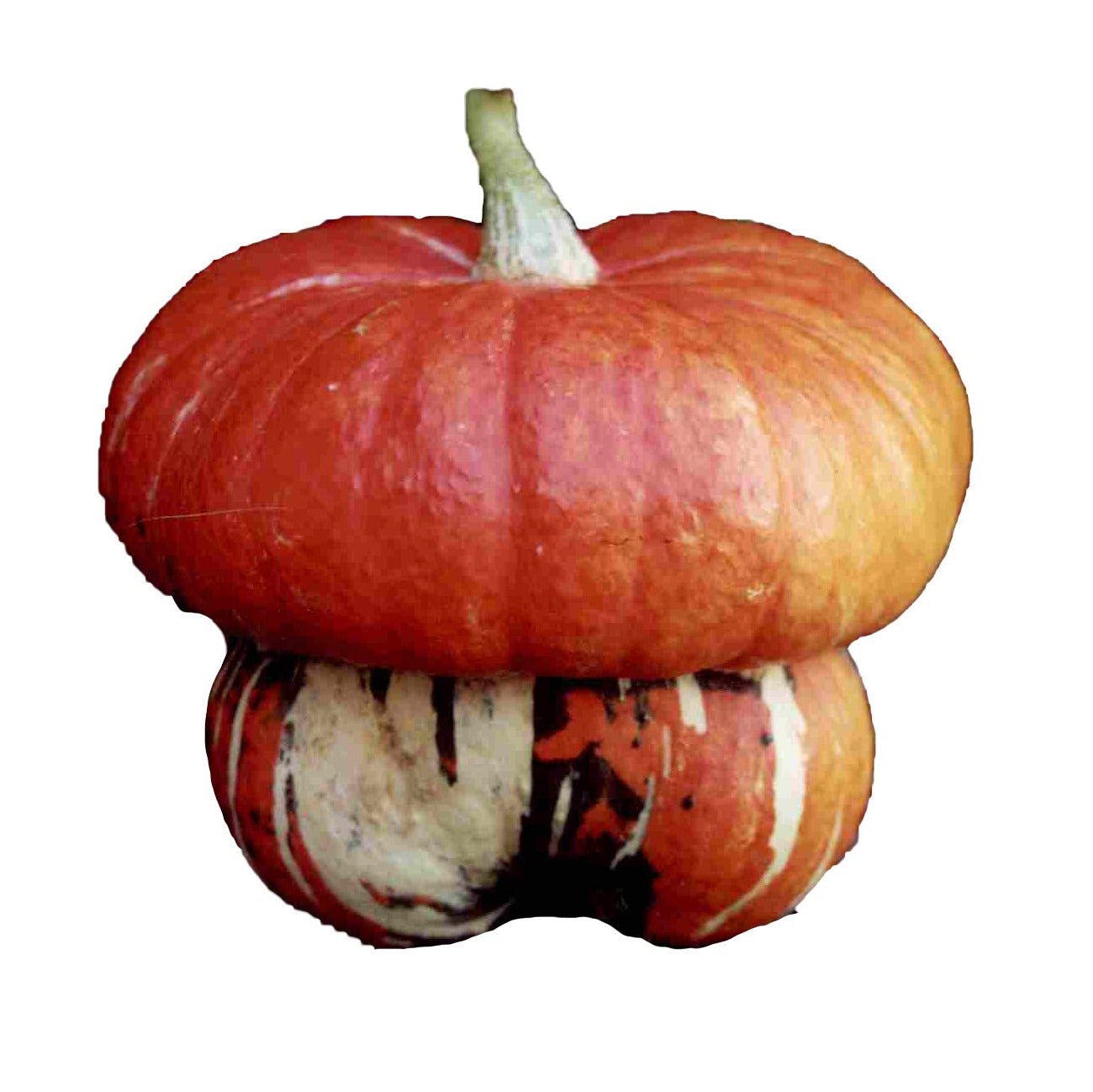 OP Large Gourd - Turk's Turban