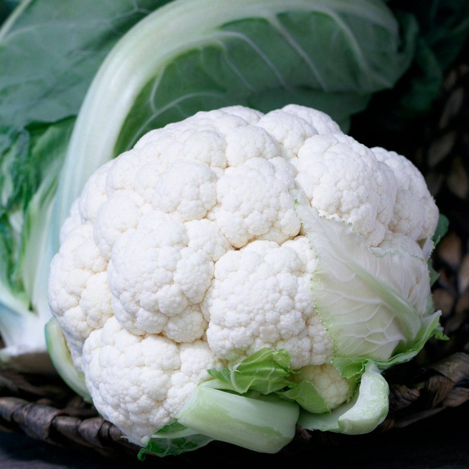 Hybrid White Cauliflower - Twister