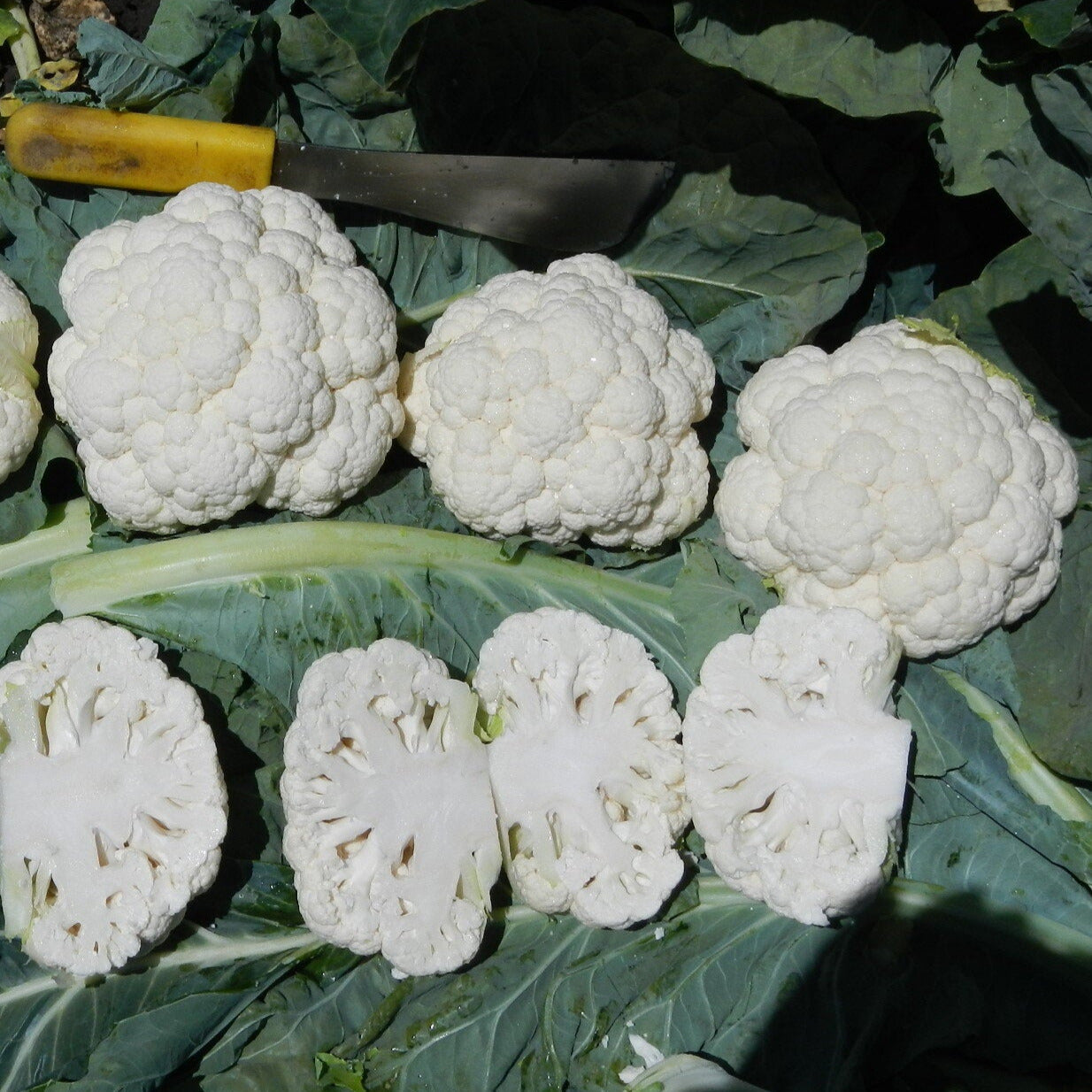 Hybrid White Cauliflower - Twister