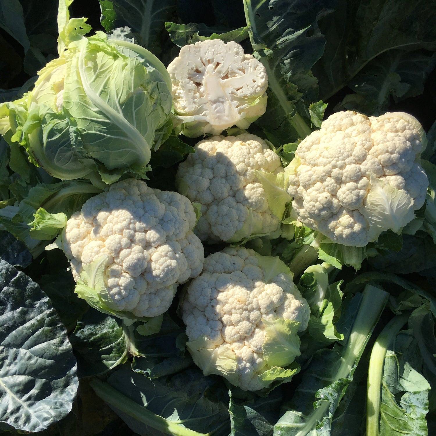 Hybrid White Cauliflower - Twister