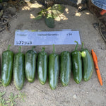 Hybrid No-Heat Jalapeno Pepper - UG 577918