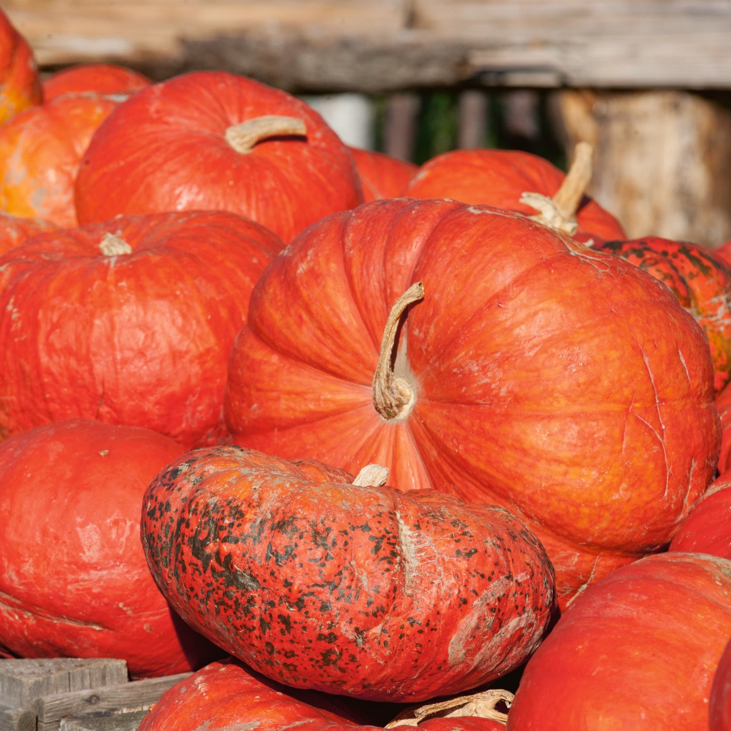OP Specialty Pumpkin - Ugly Duckling