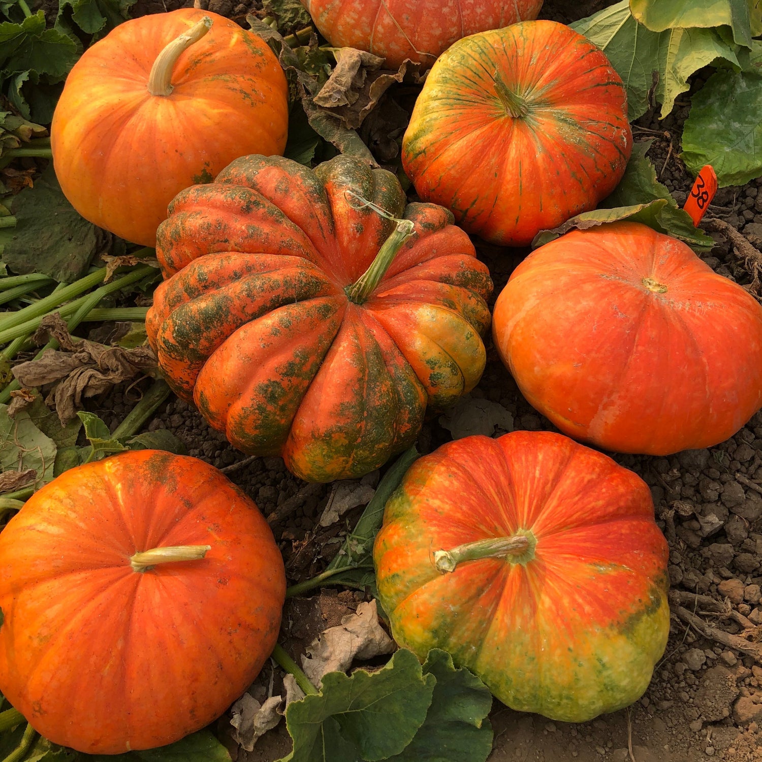 OP Specialty Pumpkin - Ugly Duckling