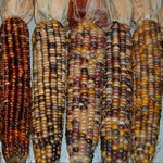 Hybrid Ornamental Corn - Ultra Rays