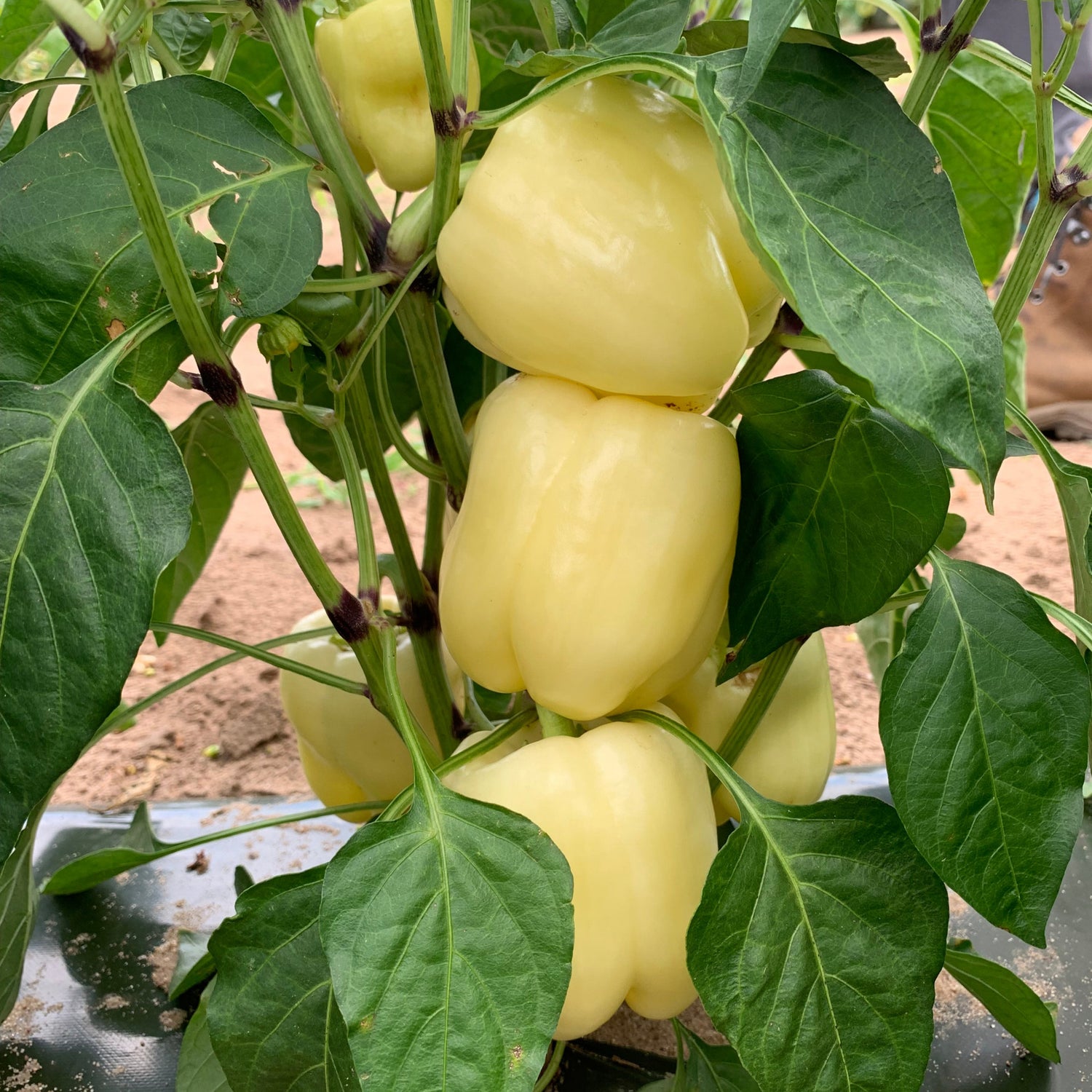 Hybrid White Bell Pepper - Valahia