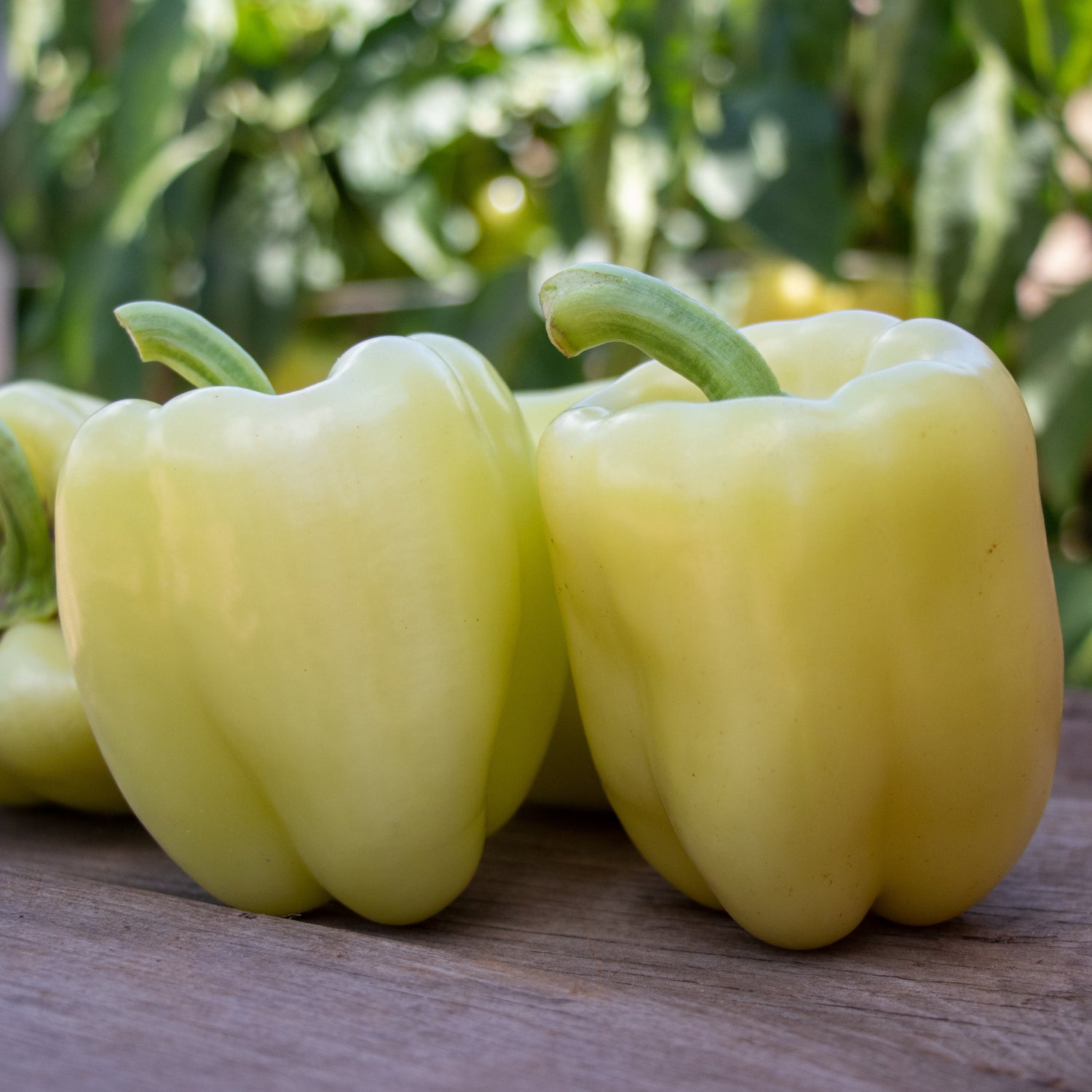 Hybrid White Bell Pepper - Valahia