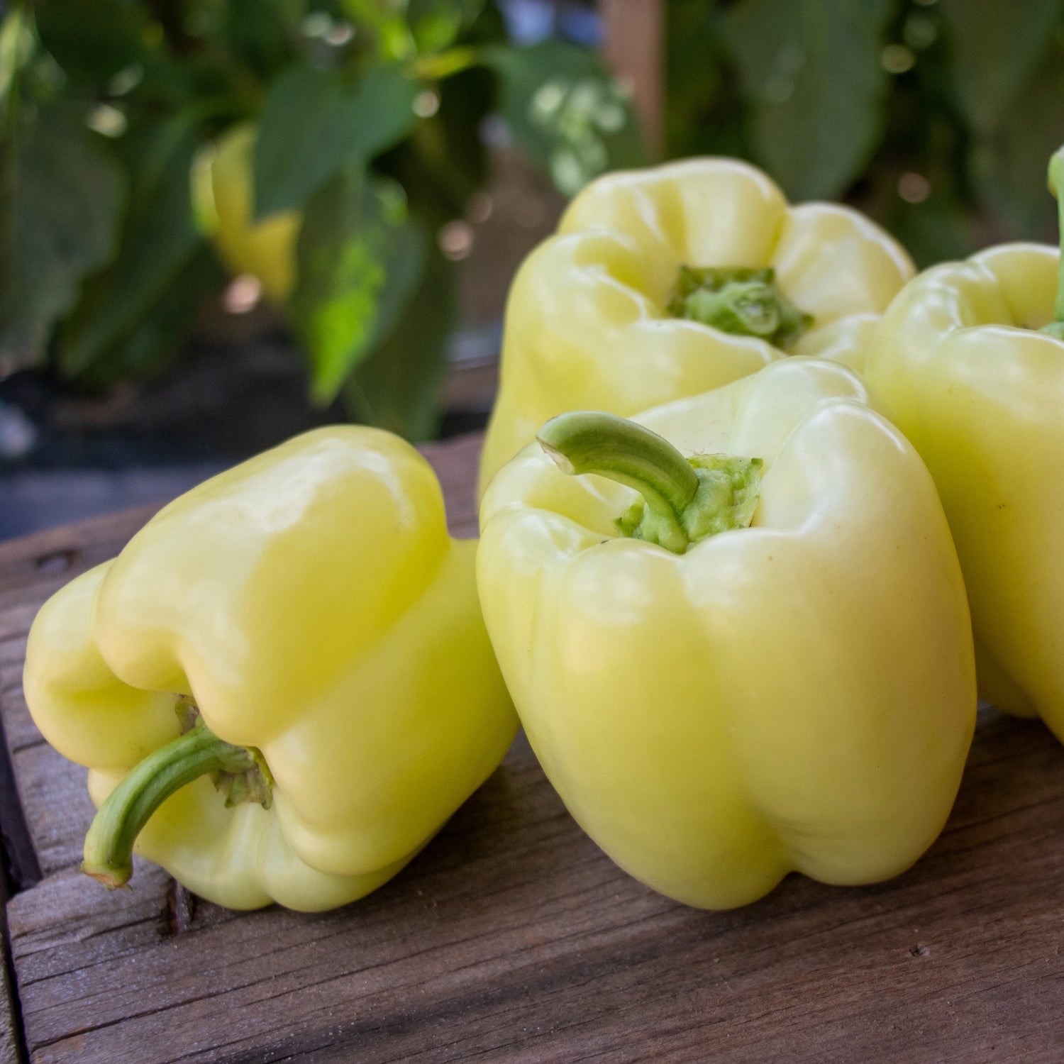 Hybrid White Bell Pepper - Valahia