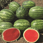 Hybrid Triploid (Seedless) Crimson Sweet Rind Watermelon - Valor