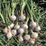 Hybrid Short Day White Onion - Vanna