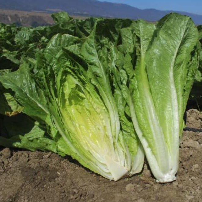 OP Green Romaine Lettuce - Vaquero