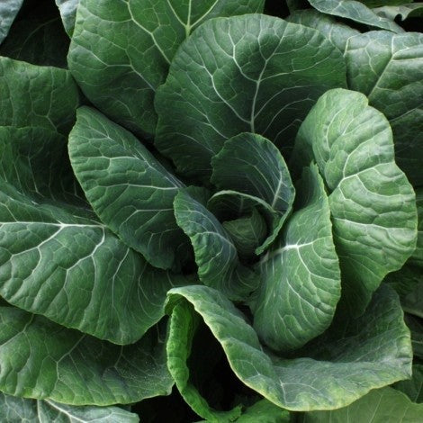 OP Collard - Vates