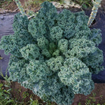 OP Kale - Vates Blue Curled