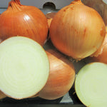 Hybrid Short Day Yellow Onion - Veronica