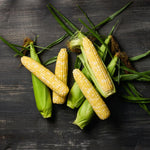 Hybrid Supersweet Bicolor Corn - Virtue XR