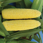 Hybrid Supersweet Yellow Corn - Vision MXR