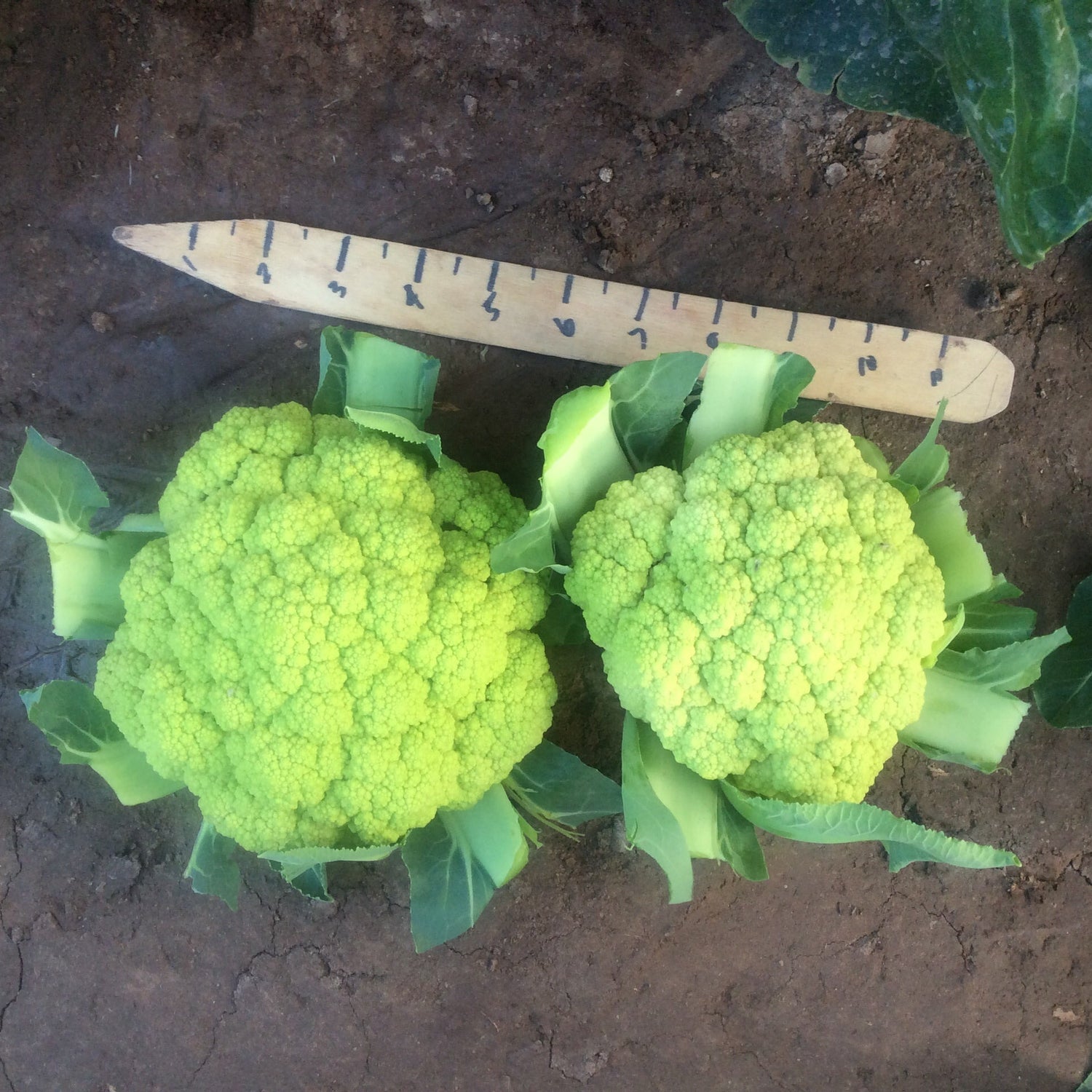 Hybrid Green Cauliflower - Vitaverde RZ