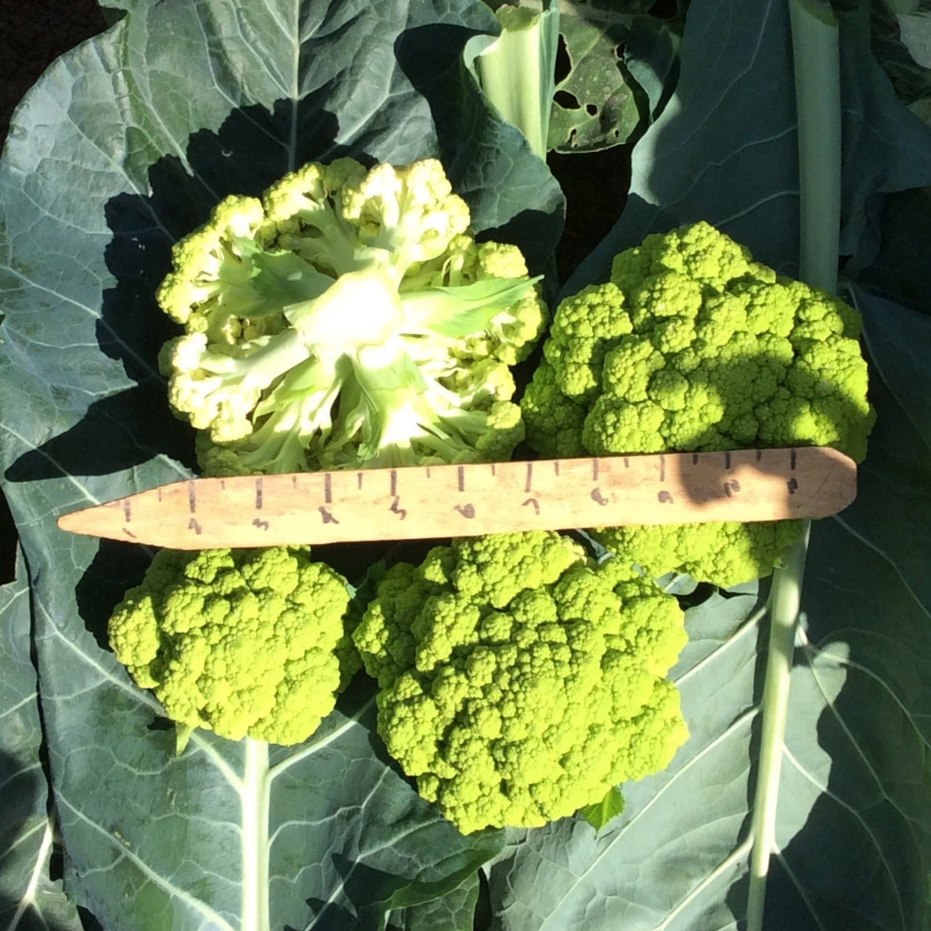 Hybrid Green Cauliflower - Vitaverde RZ