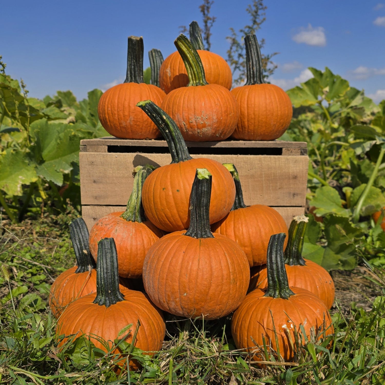 Hybrid Small/Pie Pumpkin - Voodoo
