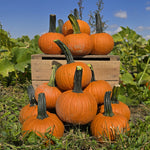 Hybrid Small/Pie Pumpkin - Voodoo