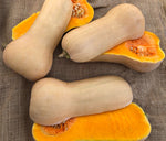 OP Butternut Squash - Waltham
