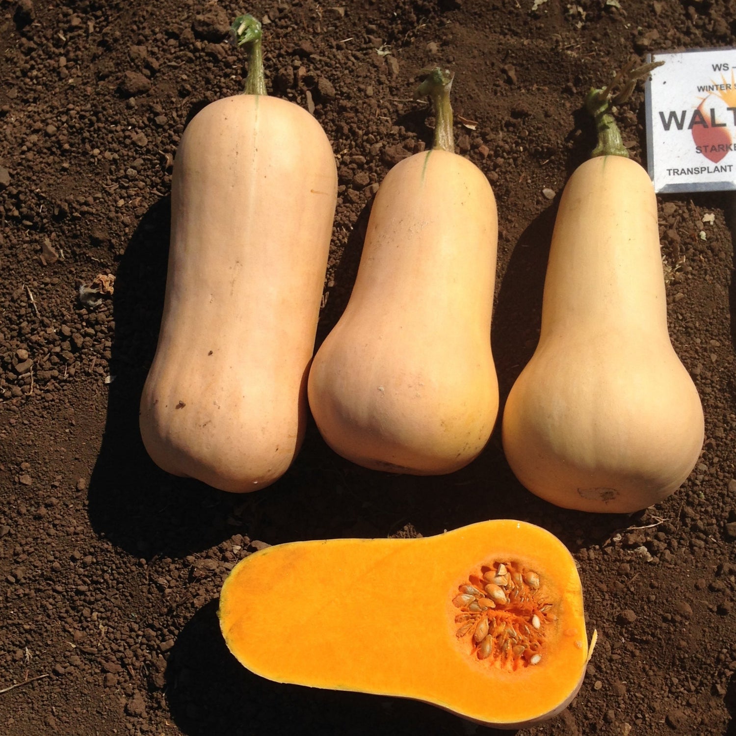 OP Butternut Squash - Waltham