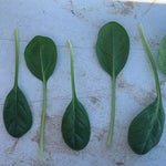 Hybrid Spinach - Waterbuck RZ