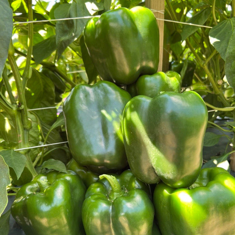Hybrid Red Bell Pepper - Wayfinder