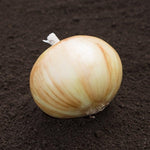 Hybrid Short Day Yellow Onion - Wayne