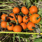 OP Mini Pumpkin - Wee-B-Little