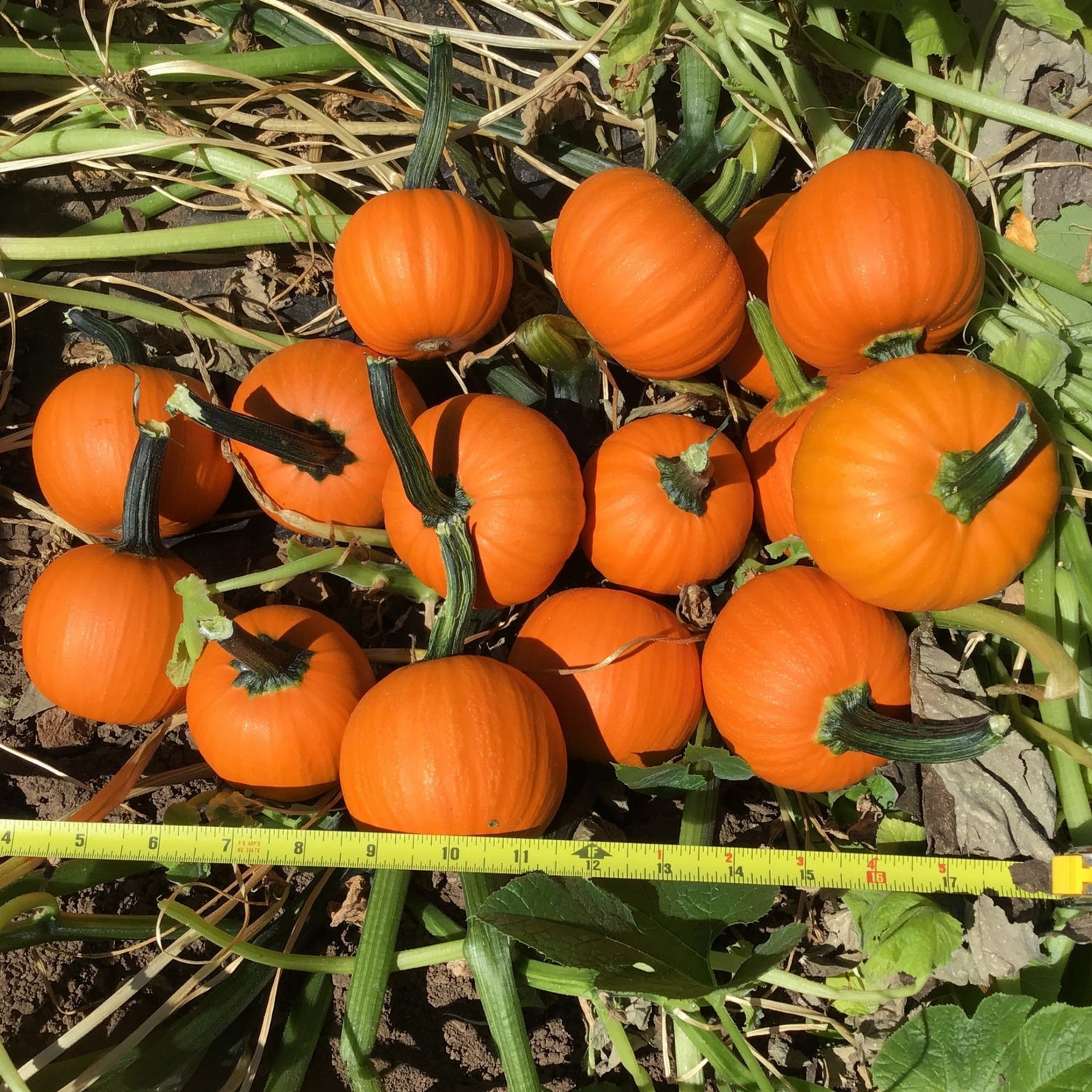OP Mini Pumpkin - Wee-B-Little