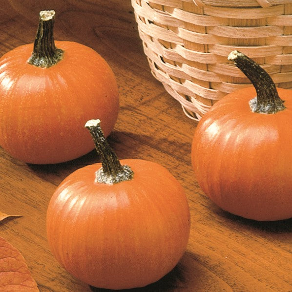 OP Mini Pumpkin - Wee-B-Little