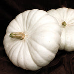 Hybrid White Pumpkin - White Flat Boer Ford