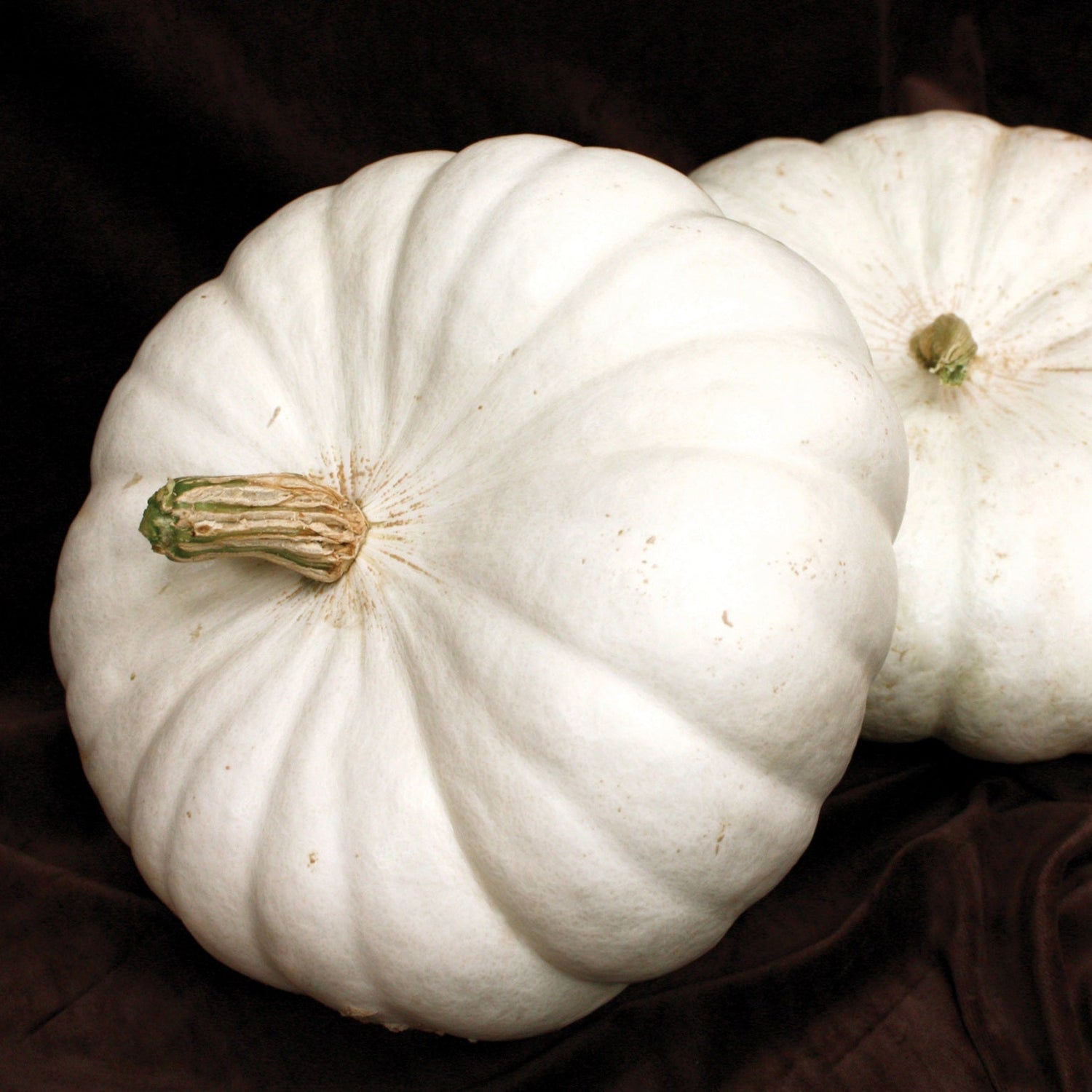 Hybrid White Pumpkin - White Flat Boer Ford