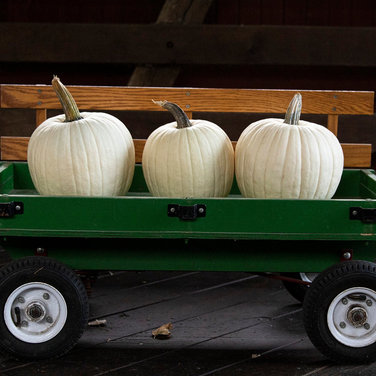 Hybrid White Pumpkin - White Gold