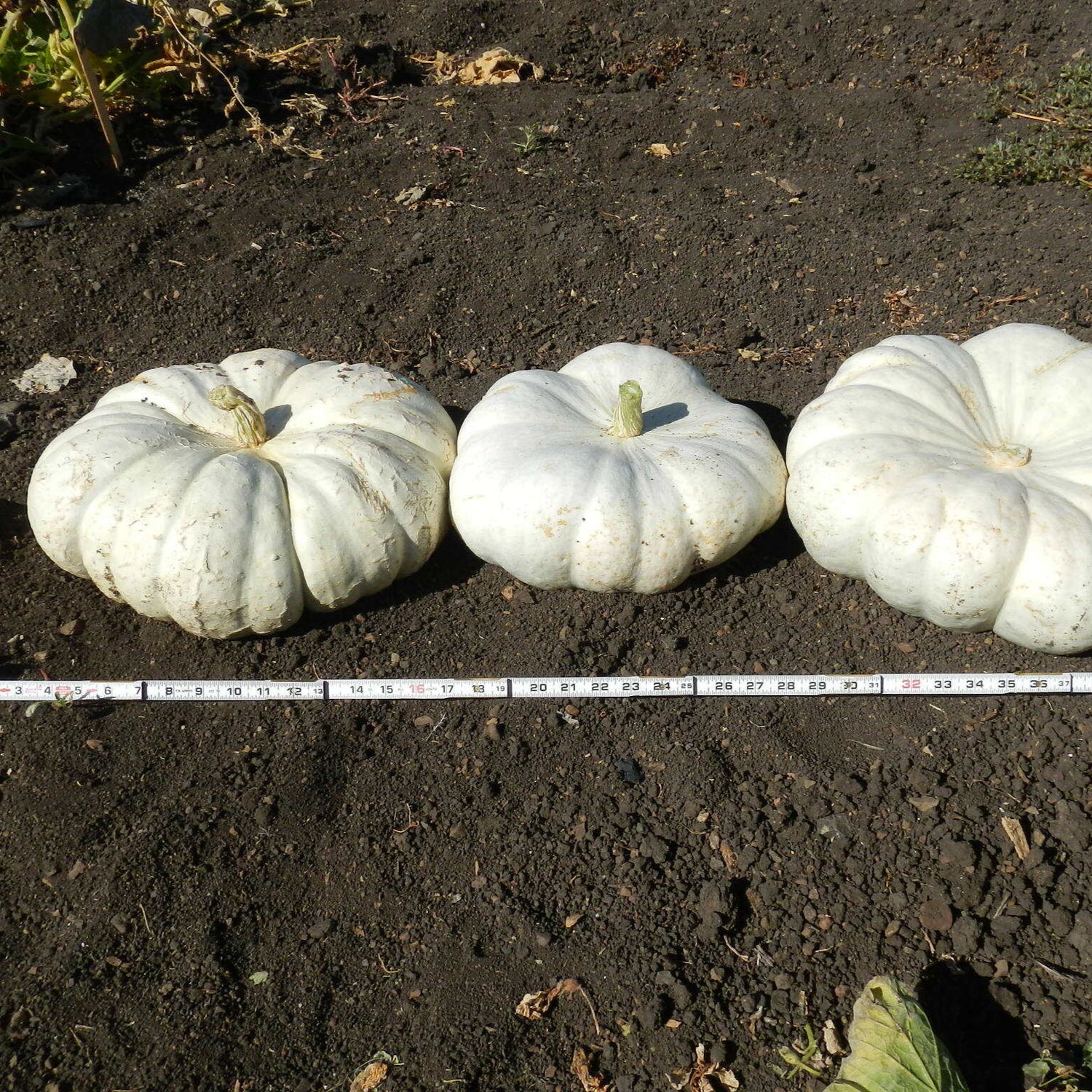 Hybrid White Pumpkin - White Flat Boer Ford