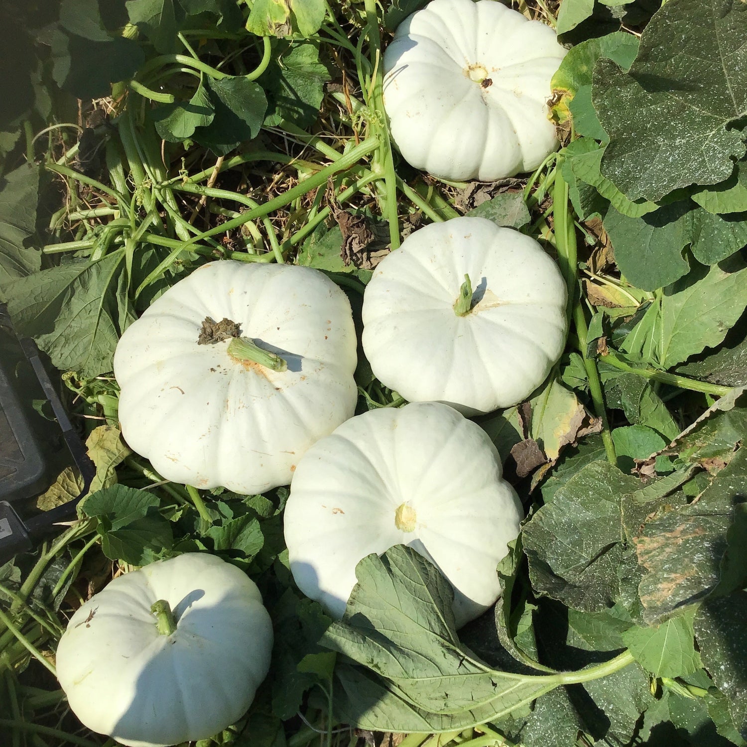 Hybrid White Pumpkin - White Flat Boer Ford