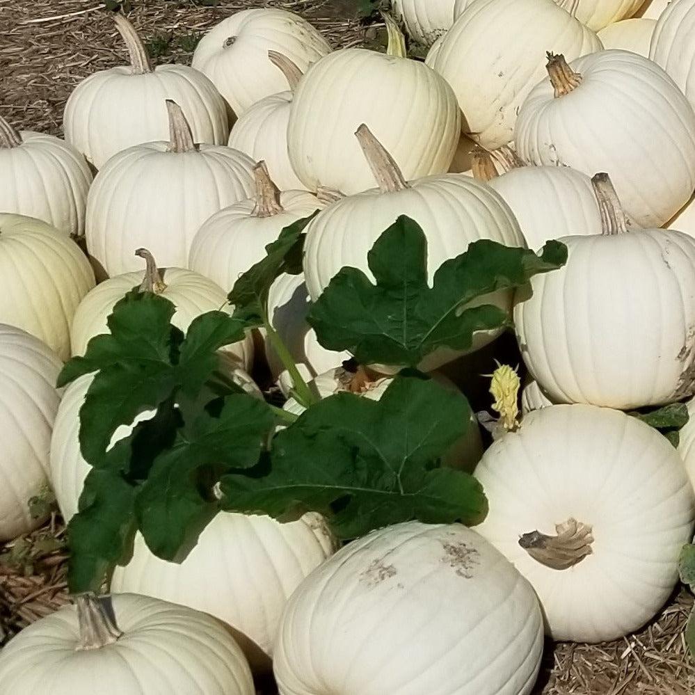 Hybrid White Pumpkin - White Gold