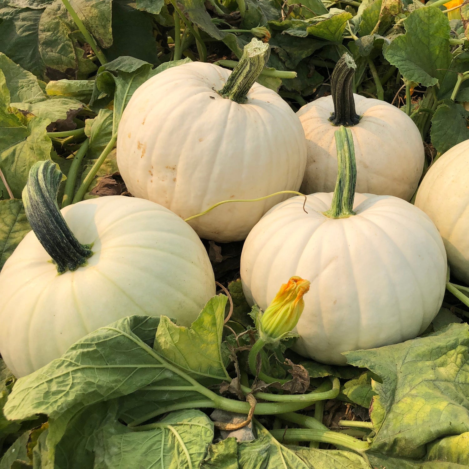 Hybrid White Pumpkin - White Gold
