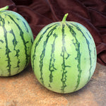 Hybrid In Row Pollenizer (Seeded) Watermelon - Wild Card