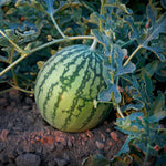Hybrid In Row Pollenizer (Seeded) Watermelon - Wild Card Plus