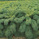 Hybrid Kale - Winterbor