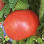 Hybrid Round Red Tomato - Winterhaven 163