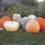 Hybrid Giant Pumpkin - World of Color