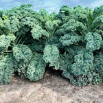 Hybrid Kale - Wunderbor