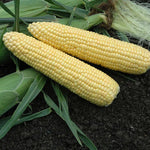Hybrid Supersweet Yellow Corn - XTH11274
